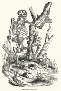 Skelet af chimpanse (gravering) af English School