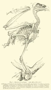 Skeleton of an Eagle, efter Milne-Edwards af English School