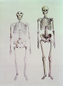 Skeletter af Australopithecus Boisei og Homo Sapiens af English School