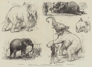 Skitser af Jumbo, den afrikanske elefant, ved Zoologisk Have (litho) af English School