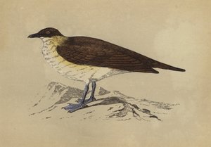 Skua (farvelitografi) af English School