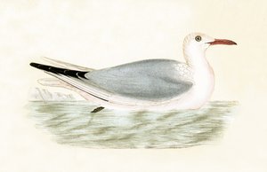 Slender Billed Gull, illustration fra 