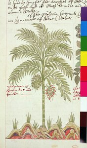 Sloane 4013 f.5v Dadelpalme fra 
