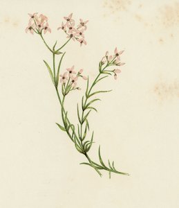 Lille Skovruff, Asperula Cynanchica (farve litho) af English School