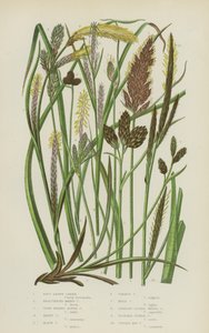 Soft Brown Carex, Bracteated Marsh Carex, Close Headed Alpine Carex, Hoary Carex, Black Carex … (farve litho) af English School
