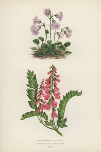 Soldanella Alpina; Hedysarum Obscurum (farvelitografi) af English School