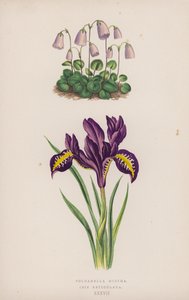 Soldanella Minima; Iris Reticulata
