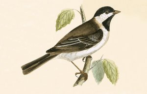 Sombre Tit, illustration fra 