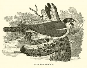 Sparrow-Hawk (gravering) af English School