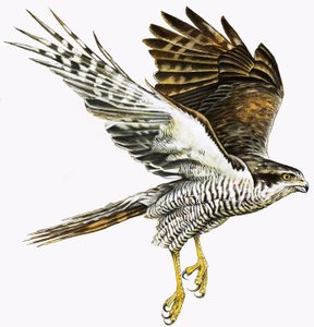 Spurvehøg af English School