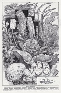 Arter af svampe (litho) af English School
