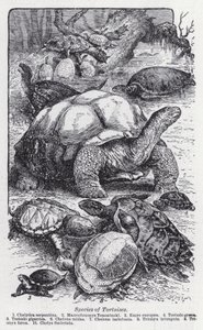 Arter af skildpadder (litho) af English School