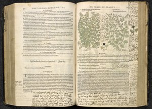 Ehrenpreis, Seite 500-501 aus 