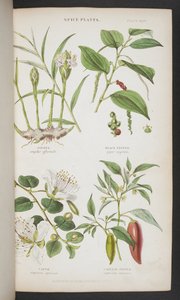 Spice Plants, fra 