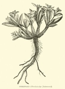 Spikenard, Nardostachys Jatamansi af English School