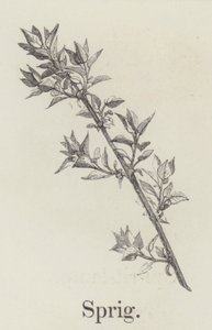 Sprig (engraving) af English School