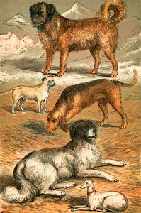 St Bernard, Bulldog, Bloodhound, Newfoundland og Italiensk Greyhound af English School