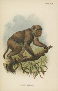 St. Johns Macaque af English School