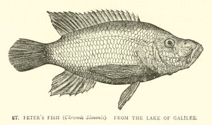 St Peters Fish (Chromis Simonis), fra Galilæa-søen af English School