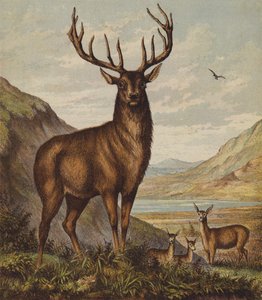 Hjort (farvelitografi) af English School