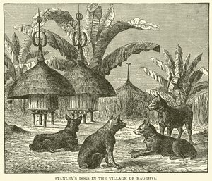 Stanleys hunde i landsbyen Kagehyi (kobberstik) af English School