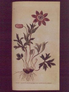 Star Anemone (Anemone hortensis), tallerken 123 fra William Curtis