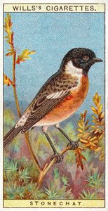 Stonechat af English School
