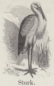 Stork (gravering) af English School