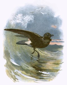 Storm Petrel af English School
