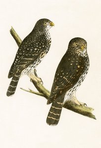 Strix Pusilla, illustration fra "A History of the Birds of Europe Not Observed in the British Isles" af Charles Robert Bree (1811-86), udgivet i 1867 af English School