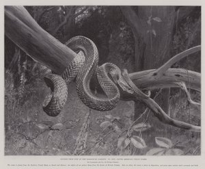 Studier fra Life at the Zoological Gardens, South American Corais Snake (litho) af English School