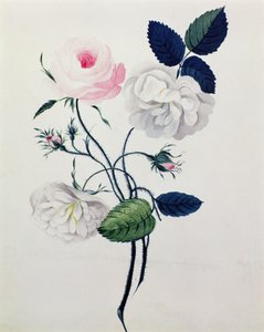 Study of White and Pink Roses, c.1820 (akvarel på papir) af English School