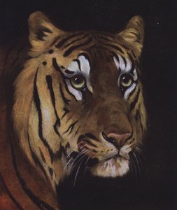 Studie af en tigers hoved (farve litho) af English School