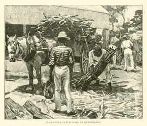 Sukkerrørsdyrkning i Queensland af English School