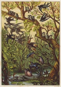 Sommeraften med fugle (farve litho) af English School