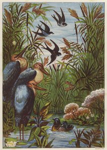 Sommermorgen med fugle (farve litho) af English School