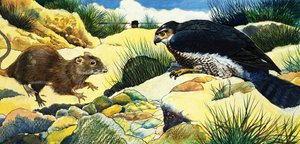 Überraschung für eine Ratte von English School