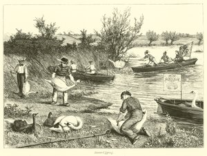 Svane-Upping af English School