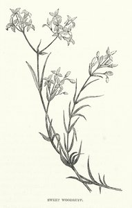 Sweet Woodruff (gravering) af English School