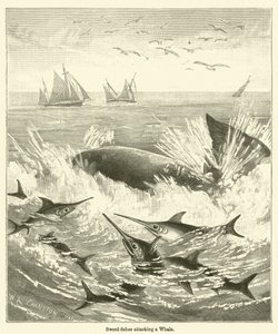 Sværdfisk, der angriber en hval (gravering) af English School
