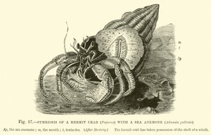 Symbiosis of a Hermit Crab (Pagurus) with a Sea Anemone, Adamsia palliata  af English School