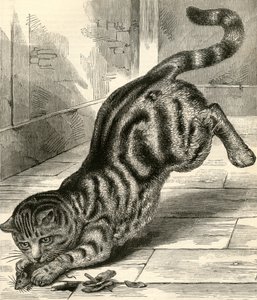 Tabbykat springer på en mus af English School