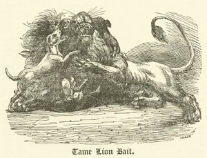 Tame Lion Bait (gravering) af English School