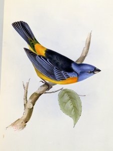 Tanagra Darwini, plade 34 fra The Zoology of the Voyage of H.M.S. Beagle 1832-36, af Charles Darwin (1809-92), 1840 af English School