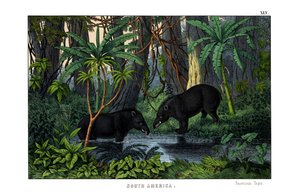 Tapir af English School