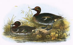 Teal (højre) og American Teal (venstre)