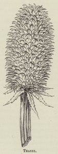 Teasel (gravering) af English School