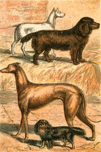 Terrier, Spaniel, Greyhound og King Charles Spaniel af English School
