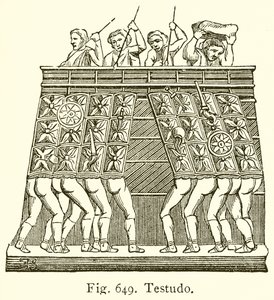 Testudo af English School