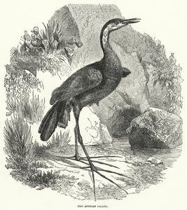 Den afrikanske jacana (kobberstik) af English School